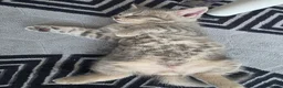 British Shorthair cats for sale: British shorthair kittens - Advert 32