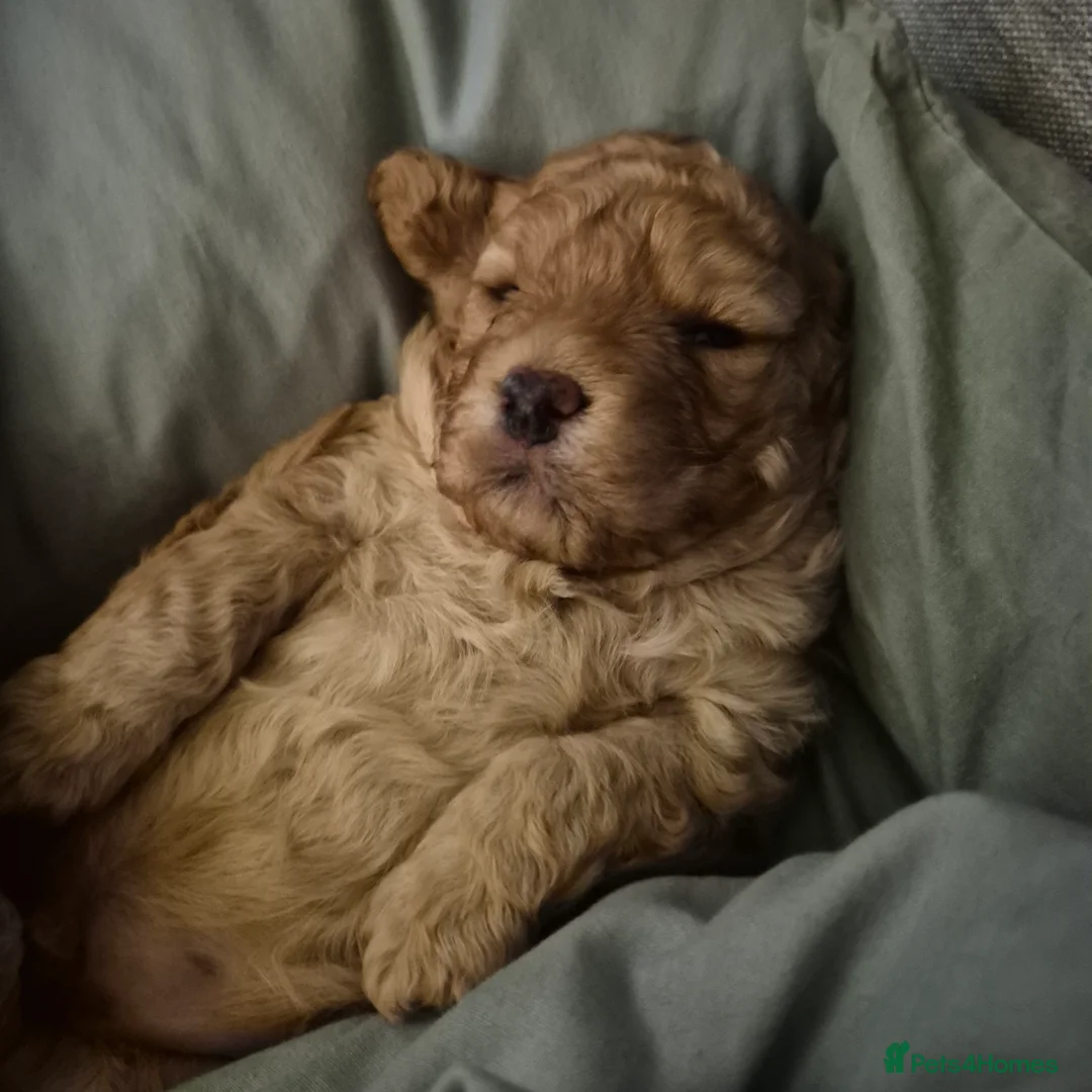 Cockapoo dogs for sale: Cockerpoo  - Advert 13