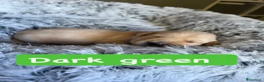 Dark green