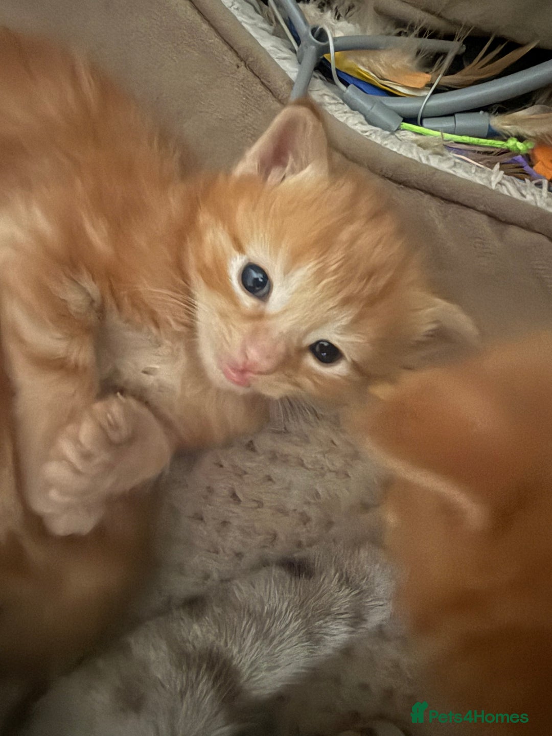 Maine Coon cats for sale: Ginger kittens - Advert 25