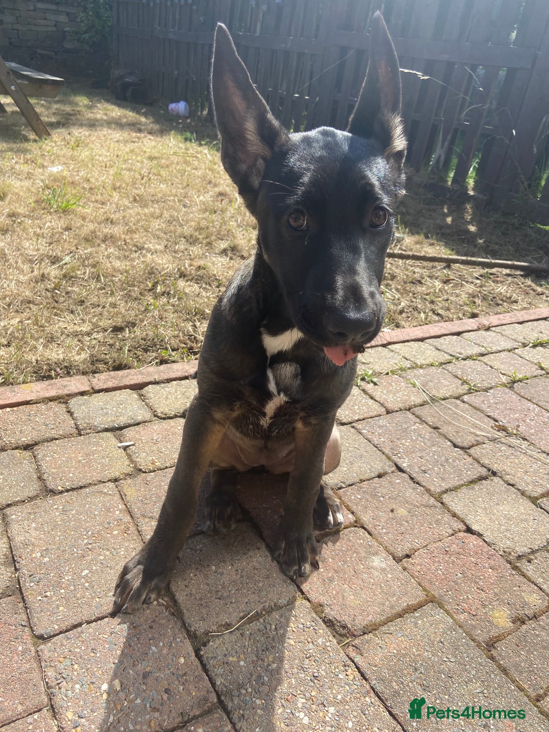 Mixed Breed dogs for sale: Staffy x Akita x ridgeback Girl  - Image 2