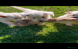 West Highland Terrier dogs for sale: Beautiful Westhighland White Terriers - Image 15