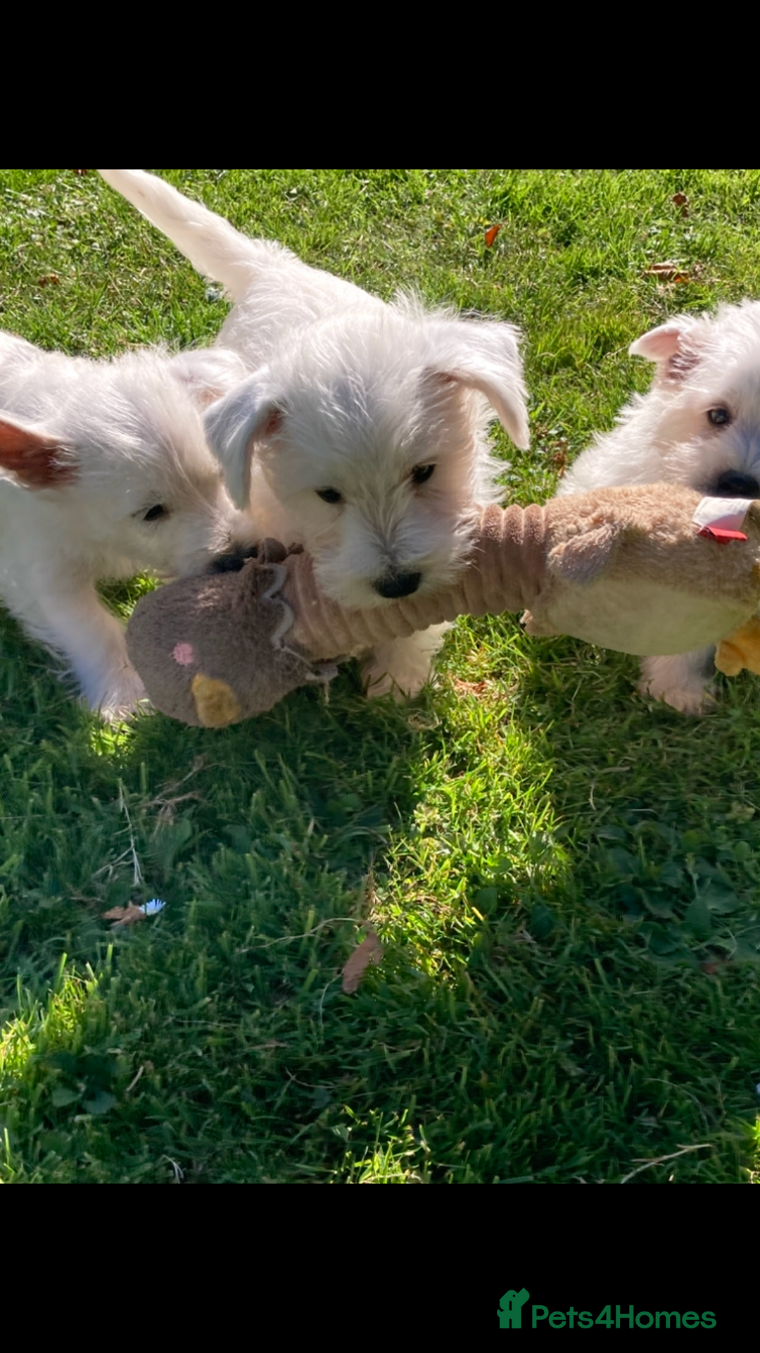 West Highland Terrier dogs for sale: Beautiful Westhighland White Terriers - Image 15