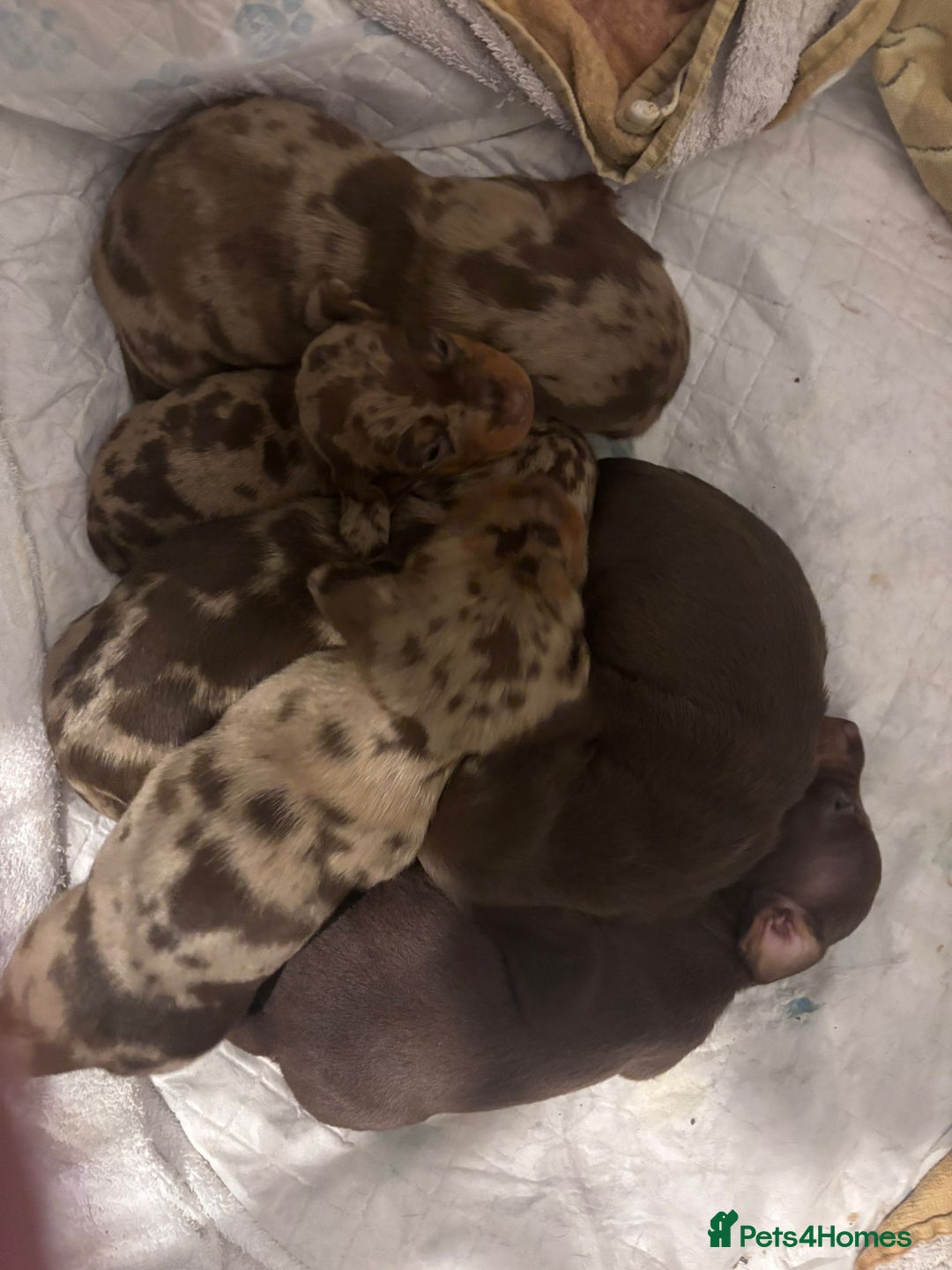 Miniature Dachshund dogs for sale: Miniature Smooth Haired Dachshund  - Advert 14