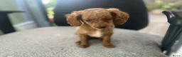 Cockapoo dogs for sale: Toy Poodle Cross Puppies, Mum & Dad Seen, London - Advert 19