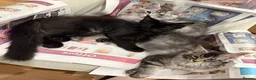 Maine Coon cats for sale: 🐈‍⬛Registered Maine Coons - Advert 12