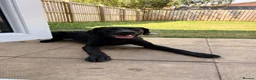 Labrador Retriever dogs for sale: KC Labrador Pup - Advert 5