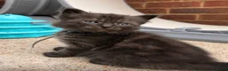 Ragcoon cats for sale: Beautiful Ragcoon kittens 🐾  - Advert 11
