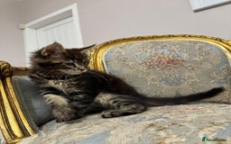 Maine Coon cats for sale: Maine Coon Kittens with Elite Heritage 🌟🌟🌟🌟🌟 - Image 21