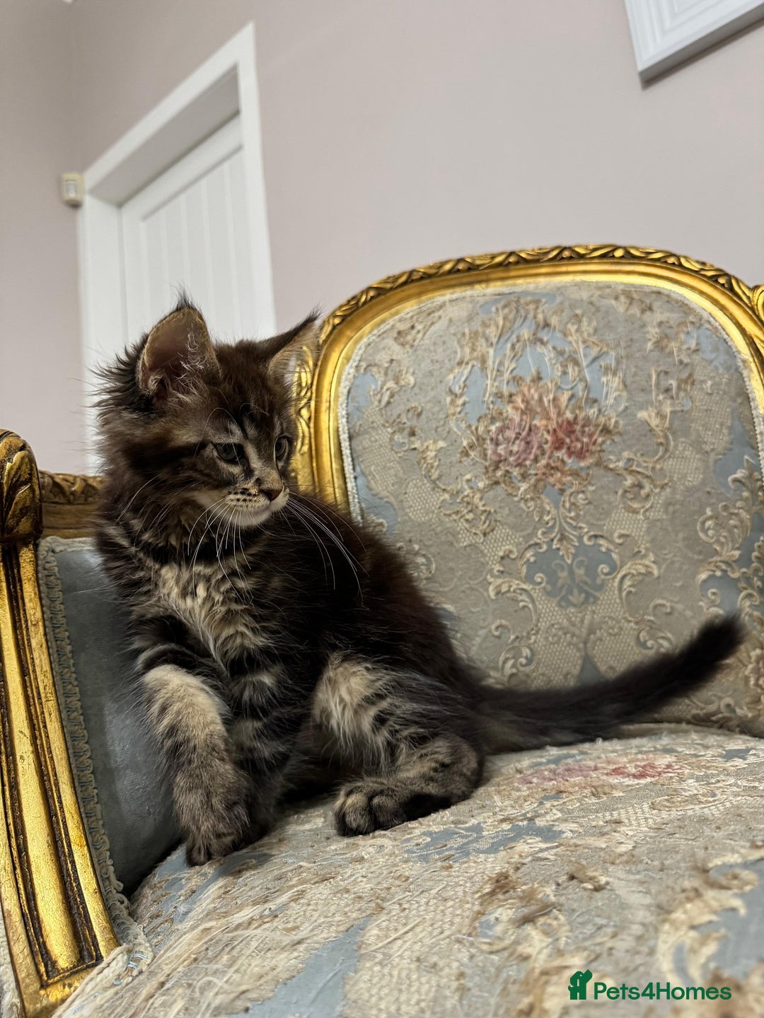 Maine Coon cats for sale: Maine Coon Kittens with Elite Heritage 🌟🌟🌟🌟🌟 - Image 21