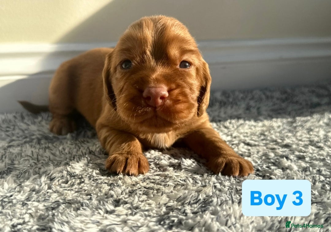 Cocker Spaniel dogs for sale: KC Reg Health Tested Working Cocker Spaniels - Image 24
