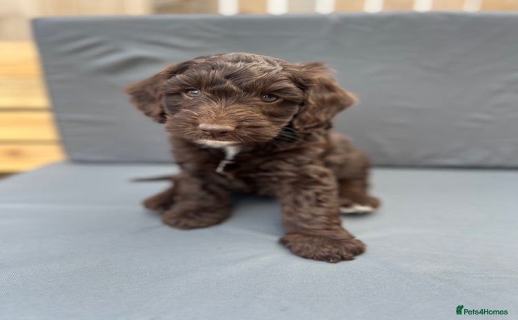Cockapoo dogs - Advert 2