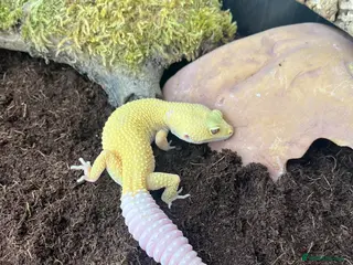 Leopard Gecko reptiles Leopard Gecko - Hi-Yellow morph, big boy! - Advert 4