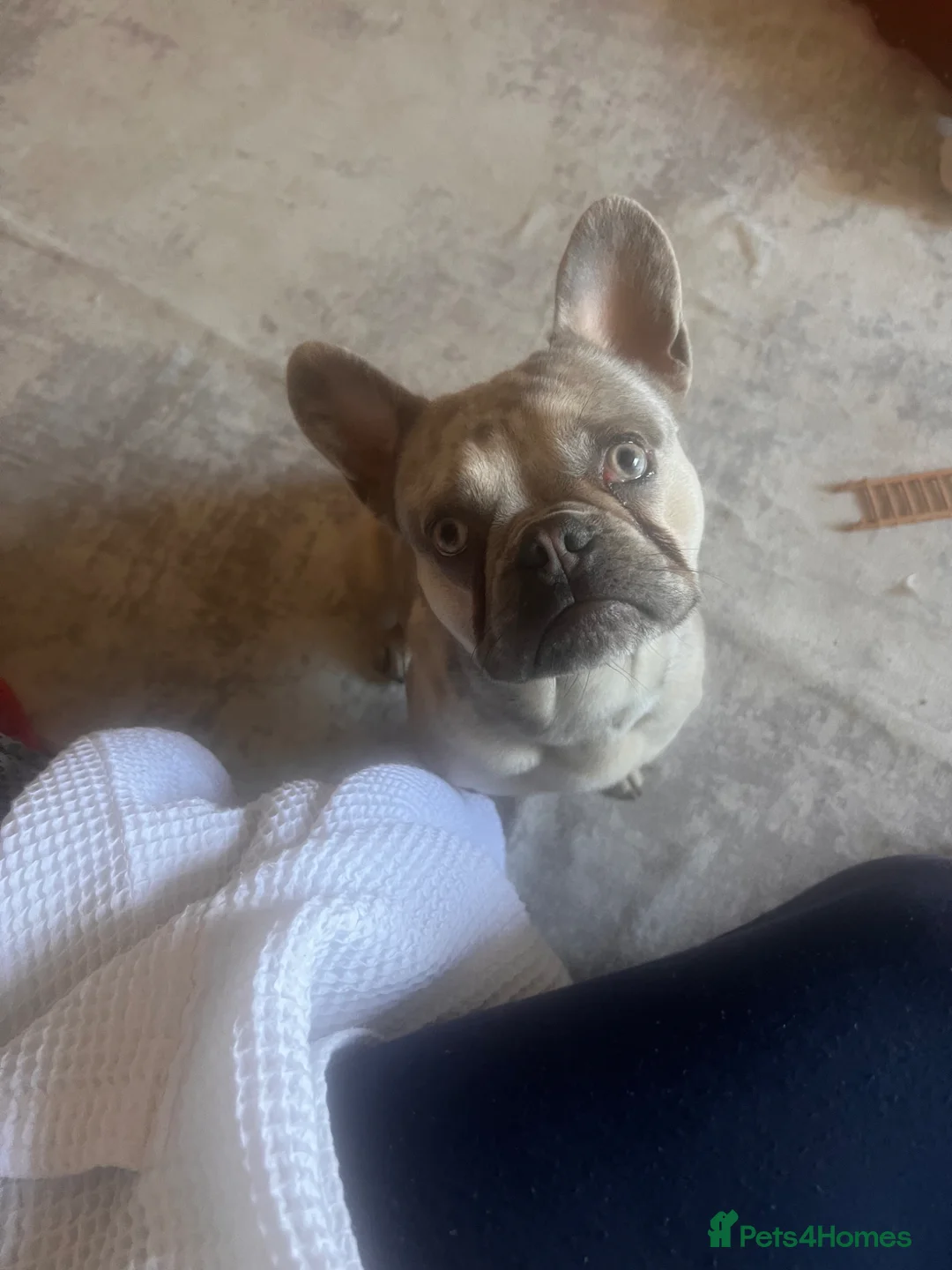 French Bulldog dogs for sale: Beautiful french bulldog looking for forever home - Advert 1
