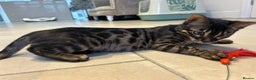 Bengal cats for sale: Stunning Charcoal Female Bengal Kitten - TICA - Advert 23