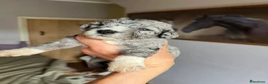Bordoodle 3