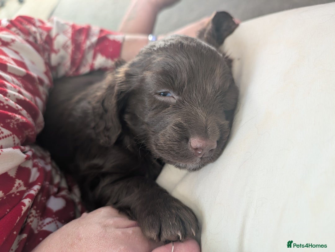 Mixed Breed dogs for sale: Cocker spaniels puppies  - Advert 9