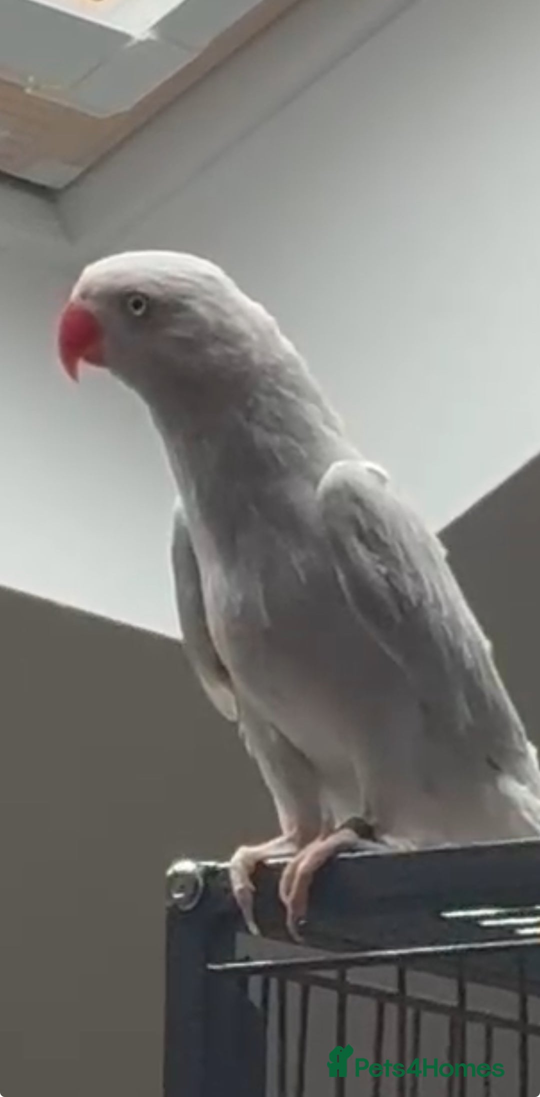 Ringnecks birds for sale: Ringneck - Advert 2