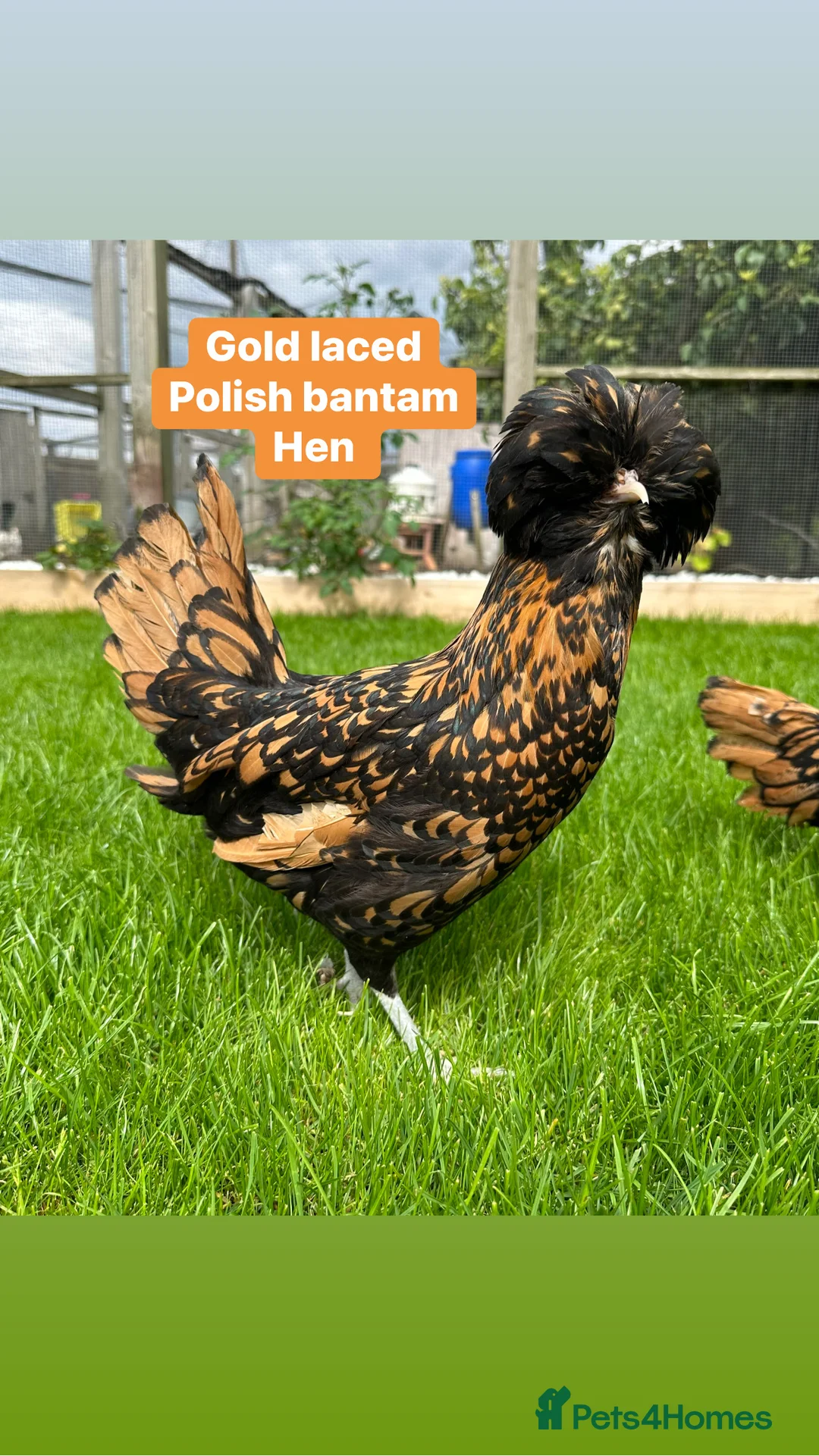Chickens poultry for sale: Pure breed bantam hens at point of lay - Advert 4