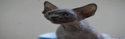 Devon Rex cats for sale: 💙  Blue male Kitten Available 💙 - Advert 7
