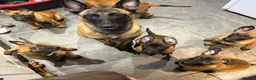 Belgian Shepherd Dog dogs for sale: Belgian Malinois Puppies - Advert 14