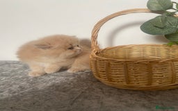 Persian cats for sale: white and orange cream Persians - Image 2