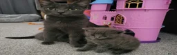Mixed Breed cats for sale: 2 loving playful kittens look - Advert 10