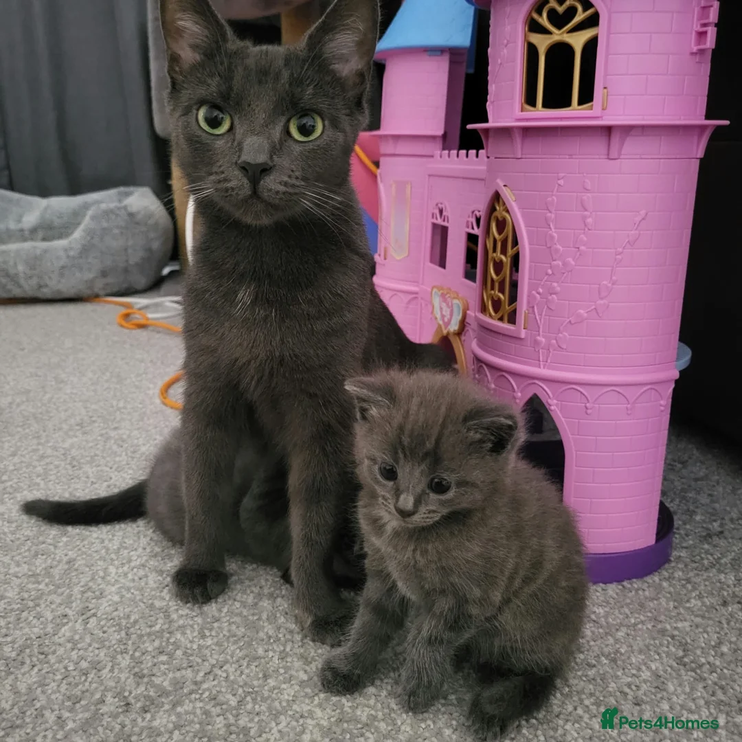 Mixed Breed cats for sale: 2 loving playful kittens look - Advert 10