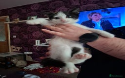 Mixed Breed cats for sale: 5 beautiful kittens  - Image 6