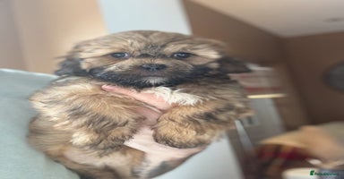 Shihpoo dogs - Advert 3