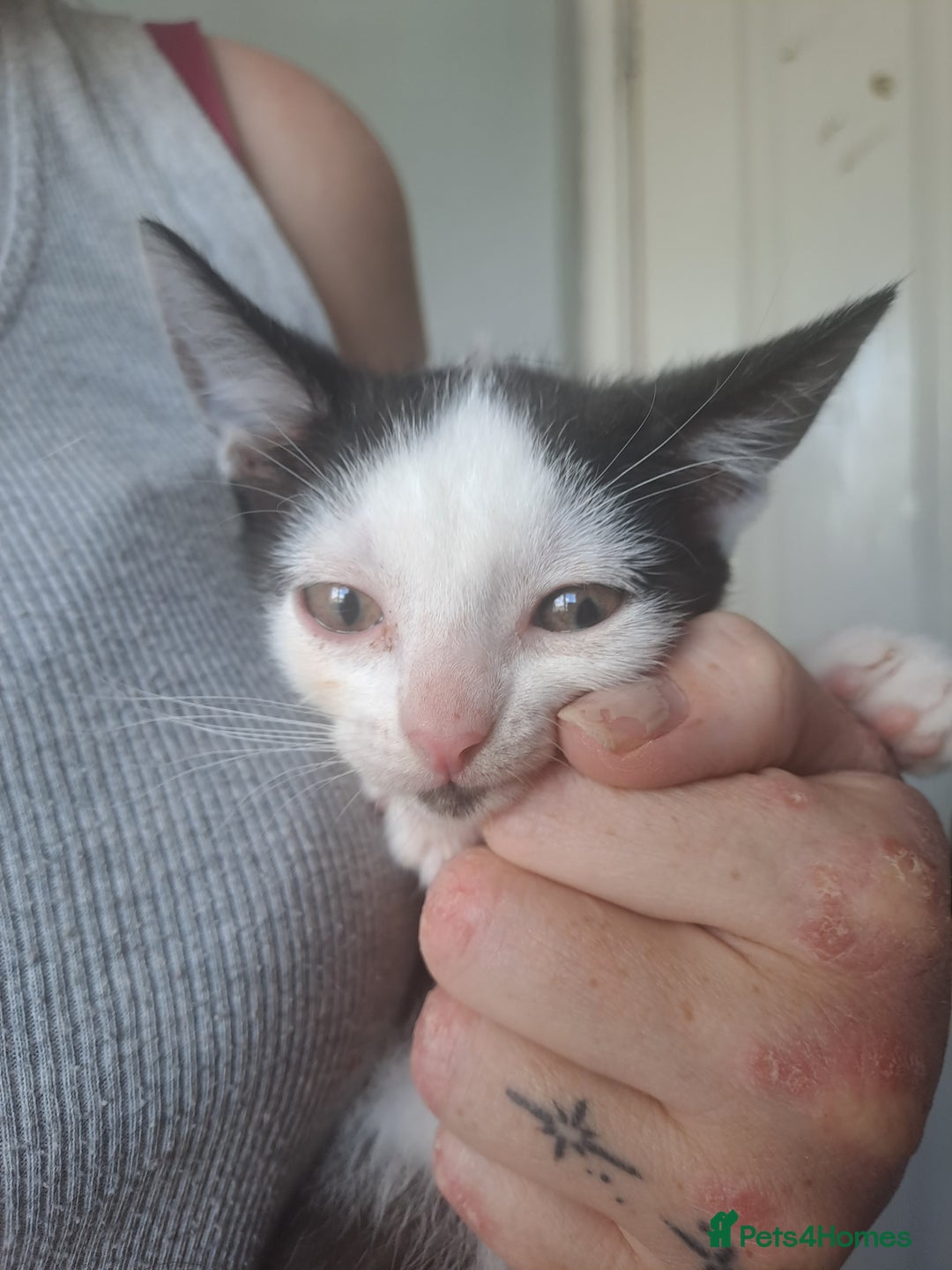 Mixed Breed cats for sale: Kittens only 1 female left £25 pounds  - Image 2