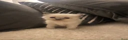 Ragdoll cats for sale: Blue point Ragdoll kittens for sale - Advert 9