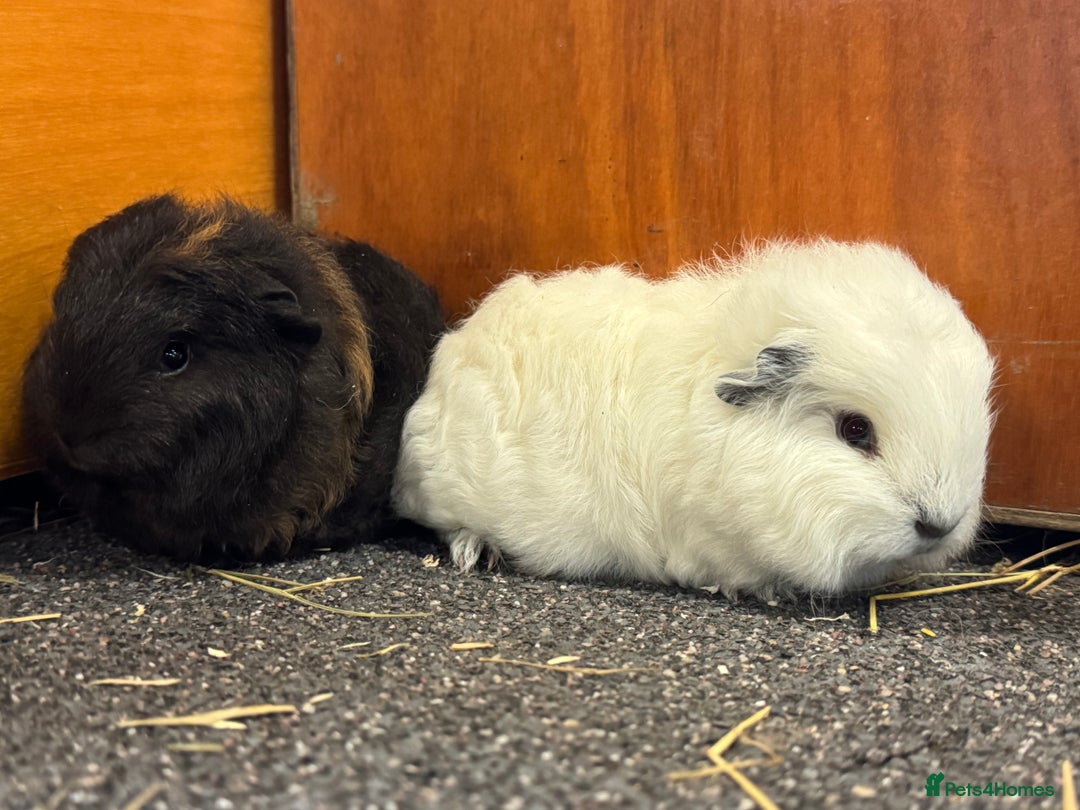 Guinea Pig rodents for sale: Pure Bred Swiss Guinea Pig Boars - Image 8