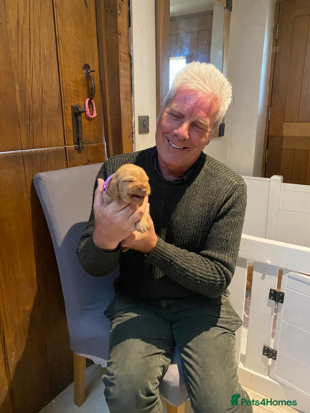 Hungarian Vizsla dogs for sale: LOVINGLY HANDLED WH HUNGARIAN vizsla puppies in Southampton - Advert 2