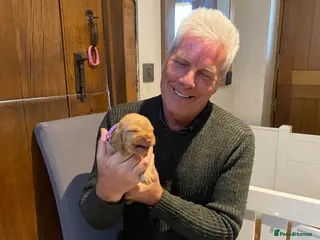 Hungarian Vizsla dogs LOVINGLY HANDLED WH HUNGARIAN vizsla puppies - Advert 3