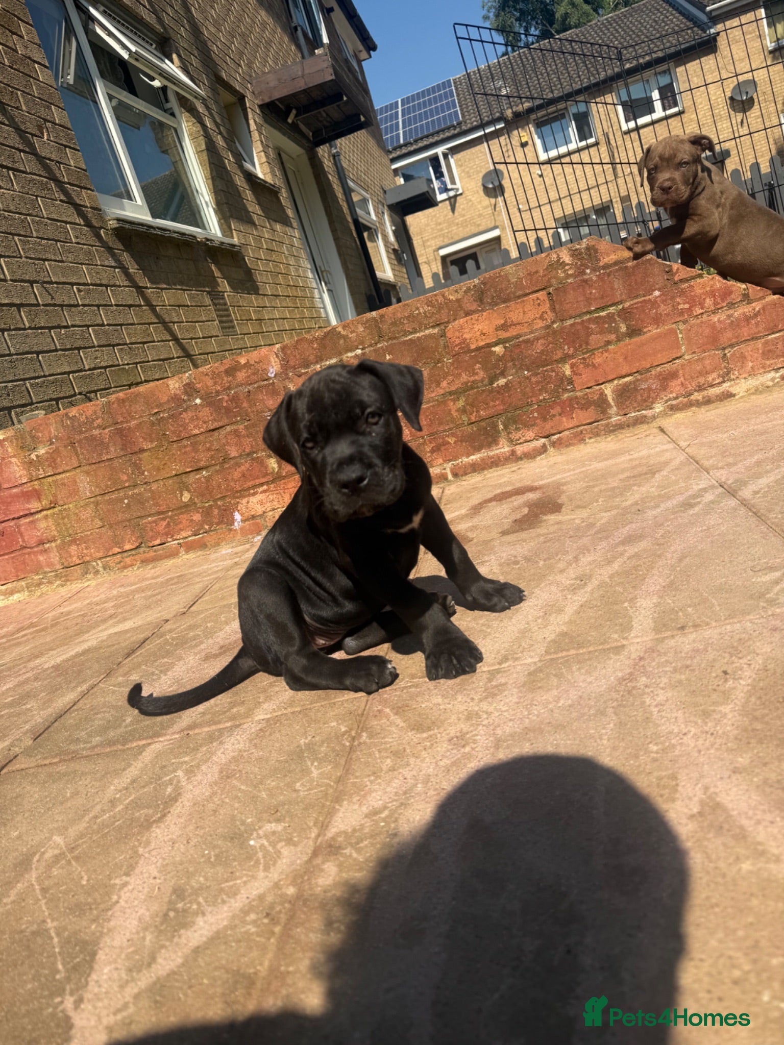 Cane Corso dogs Puppies  - Advert 2