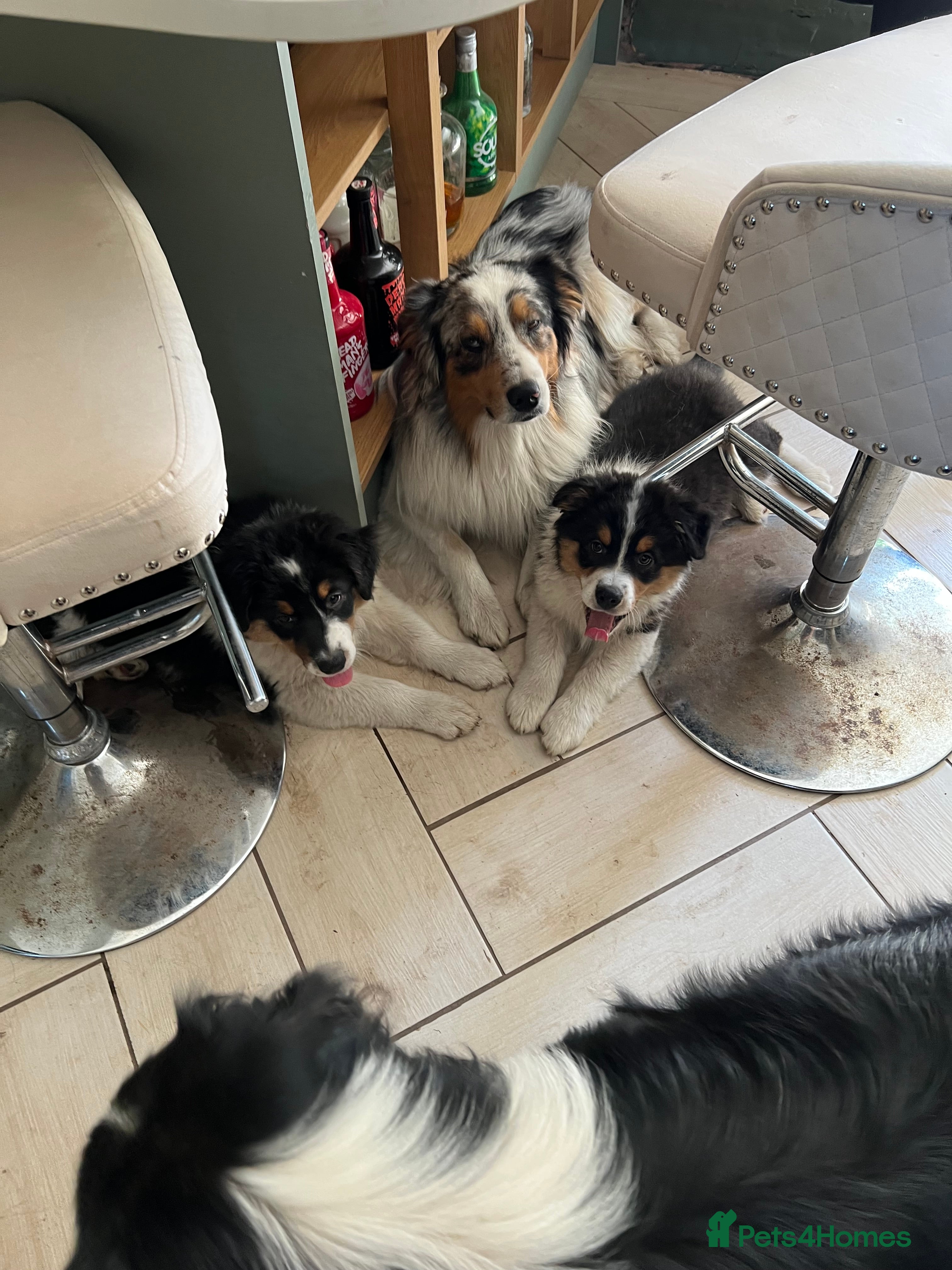 Australian Shepherd dogs for sale: Australian shepherd puppies - Advert 4