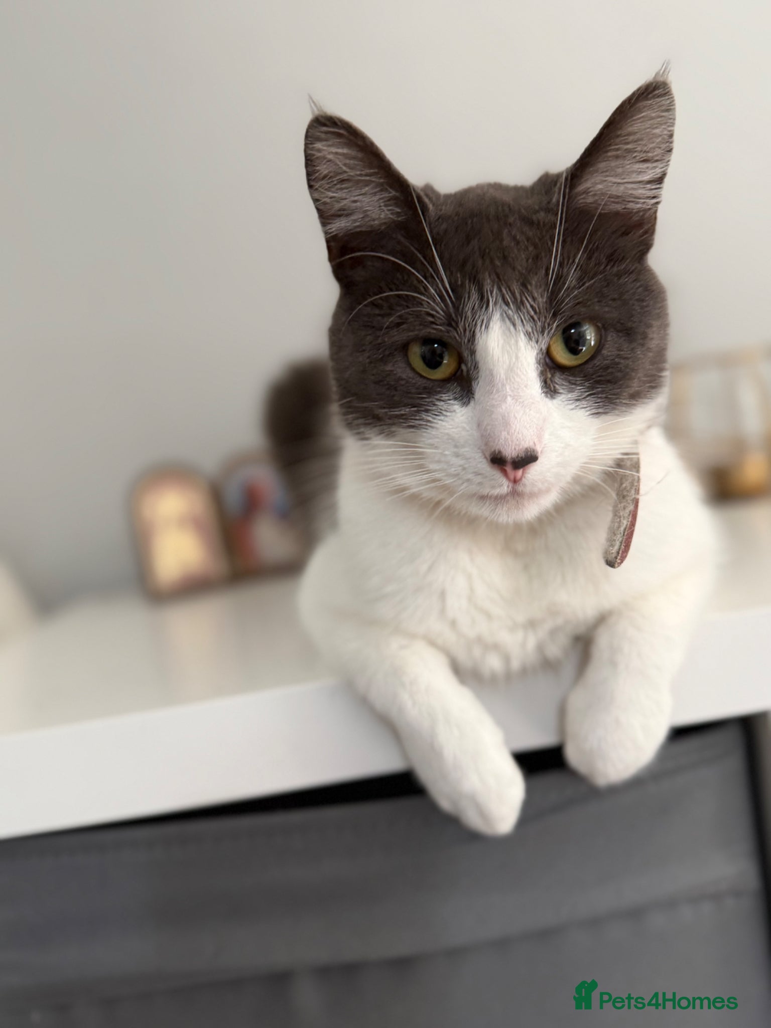 Mixed Breed cats Kittens - Advert 7