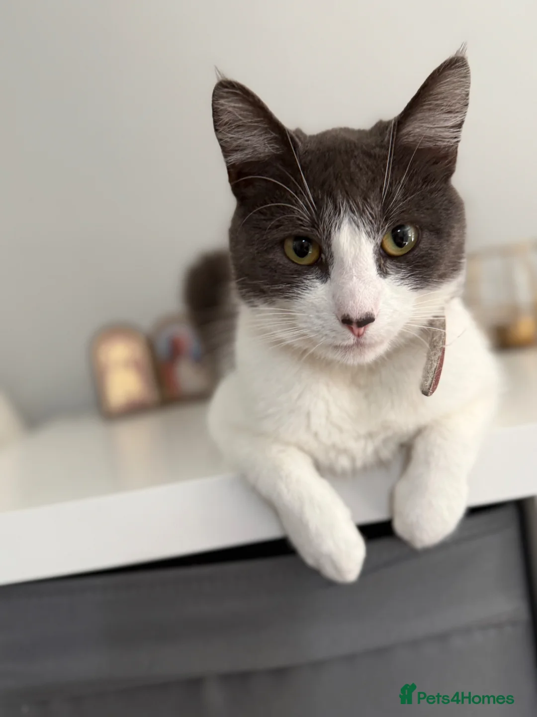 Mixed Breed cats for sale: Kittens in Sutton - Advert 1