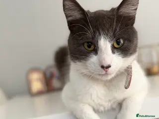 Mixed Breed cats Kittens - Advert 2