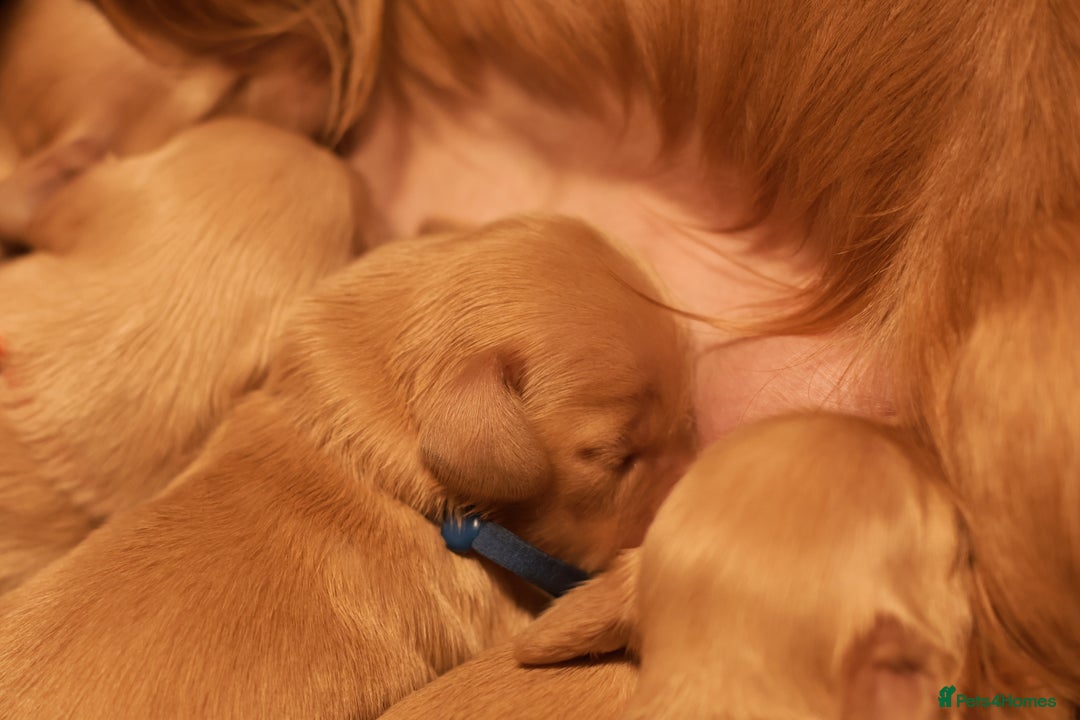 Miniature Dachshund dogs for sale: 5*Licensed+CREAMLONGHAIR+KCreg+PRACLEAR+Vetchecked - Advert 5