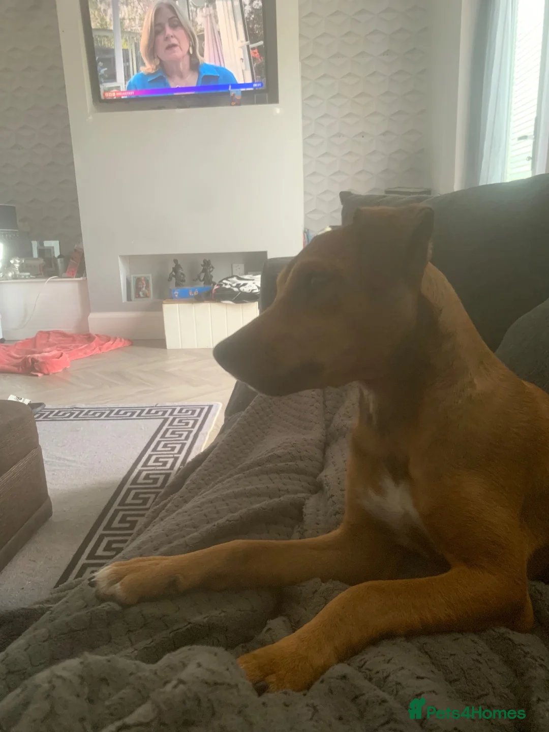 Mixed Breed dogs for sale: Puppy jack Russell x Plummer  - Advert 2