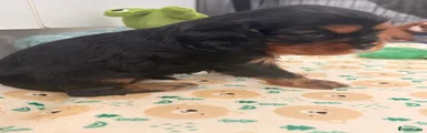 Cavalier King Charles Spaniel 4