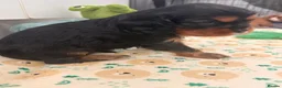Cavalier King Charles Spaniel dogs for sale: Beautiful Cavalier King Charles Spaniel Puppies! - Advert 19