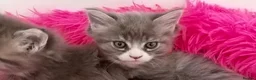 Maine Coon cats for sale: Bundles of maincoon fun  - Advert 4