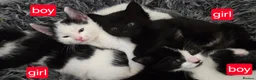 Mixed Breed cats for sale: 4 kittens  in London - Advert 9