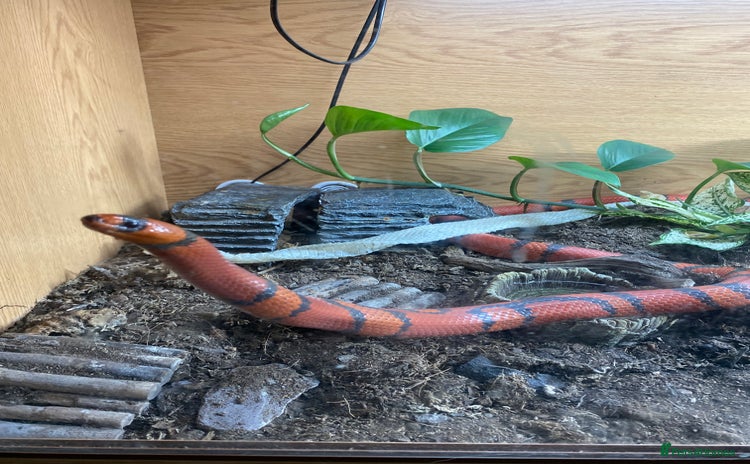 King Snake reptiles - Advert 11