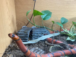 King Snake reptiles - Advert 19