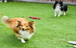 Shetland Sheepdog dogs for stud: Beautiful sable Shetland sheepdog for stud  - Image 7