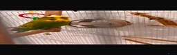 Budgerigars birds for sale: Beautiful Green & Yellow Budgerigar in Stoke-on-Trent - Advert 2